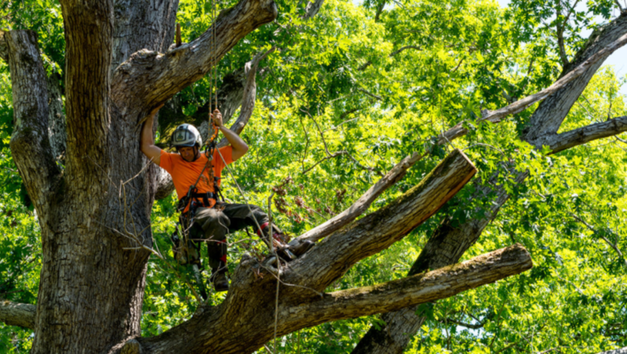 El podador de Emondage Charlesbourg trabaja en lo alto de un árbol para realizar una poda.