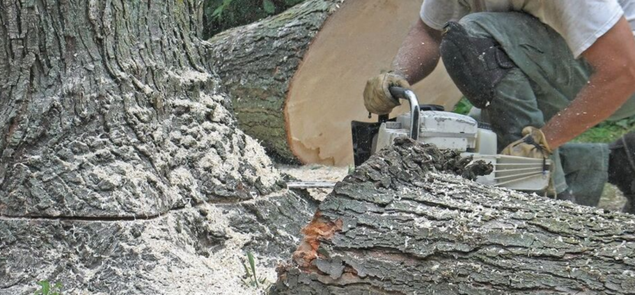 Abattage d'une arbre malade par un employé de Emondage Charlesbourg.