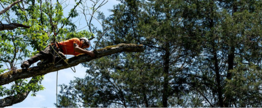 Élagueur de Emondage Charlesbourg qui travaille dans en hauteur dans un arbre.